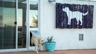 Dog Door