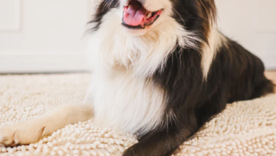 The Ultimate Guide to Choosing a Chew Resistant Pet Bed for Long Lasting Comfort