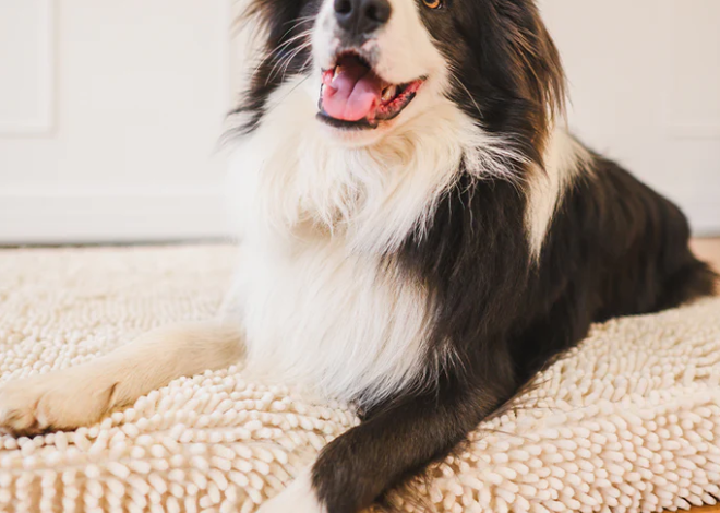 The Ultimate Guide to Choosing a Chew Resistant Pet Bed for Long Lasting Comfort