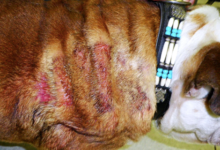 Lumps, Bumps, and Itchy Skin: What Your Dog's Coat is Trying to Tell You