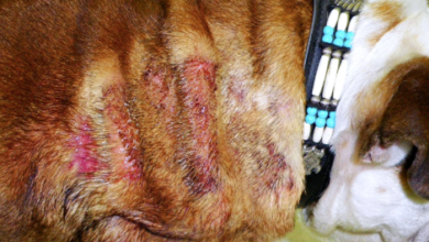 Lumps, Bumps, and Itchy Skin: What Your Dog's Coat is Trying to Tell You