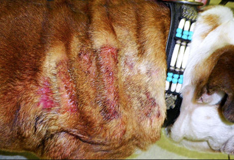 Lumps, Bumps, and Itchy Skin: What Your Dog's Coat is Trying to Tell You